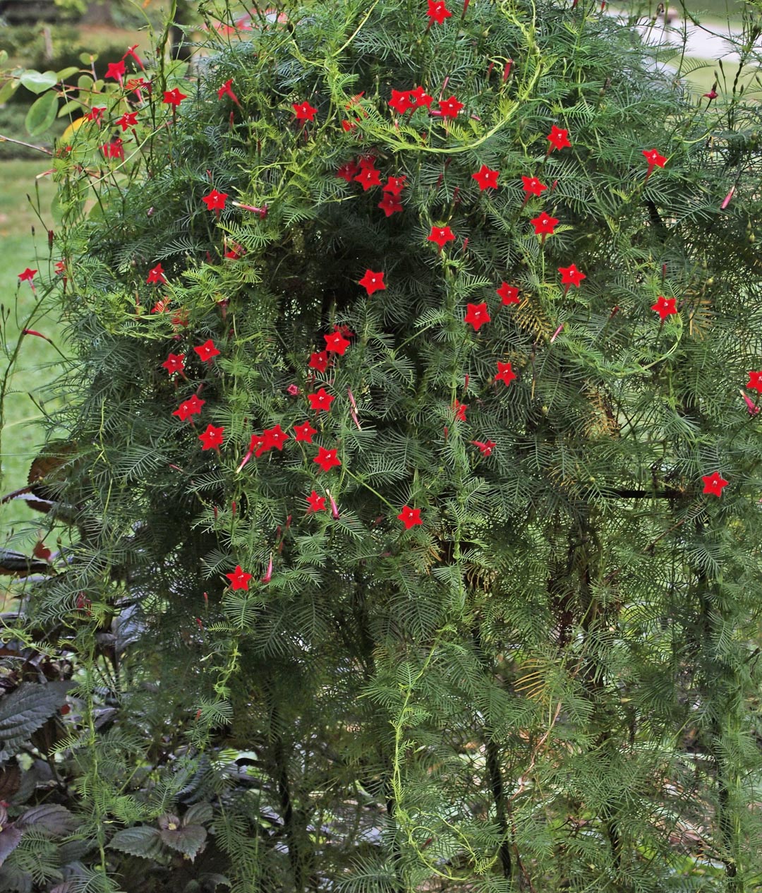 ipomoea-quamoclit-whole-plant-crop-sept-12-resize.jpg