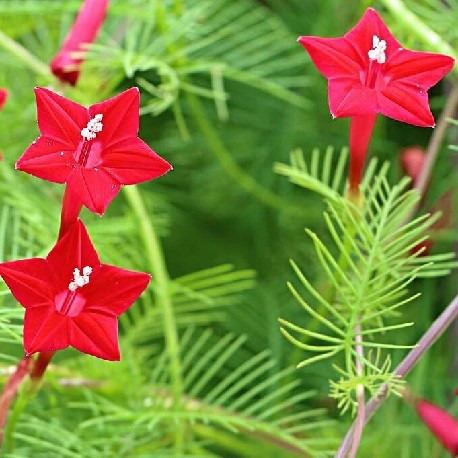 ipomoea-quamoclit-yedra-colorada-semillas.jpg