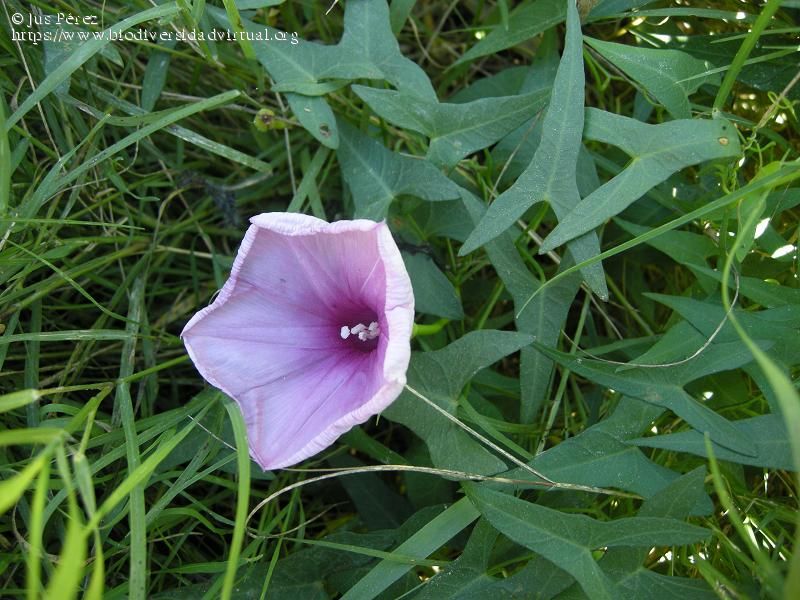 Ipomoea-sagittata-Poir.-55690.jpg