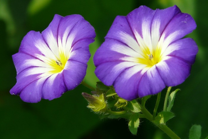 ipomoea-tricolor.jpg