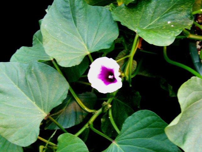ipomoea1.jpg