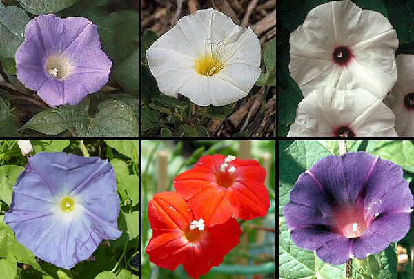 Ipomoea2.jpg