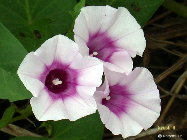 ipomoea_batatas.jpg