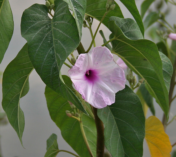 Ipomoea_carnea_in_Narshapur,_AP_W2_IMG_1113.jpg