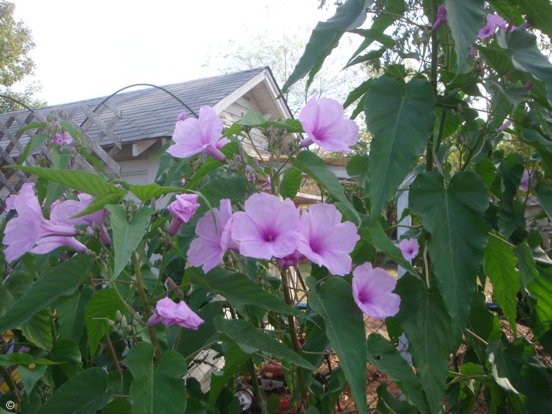 Ipomoea_carnea_pink.jpg