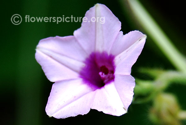 ipomoea_imperati_pink.jpg