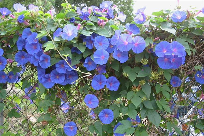 ipomoea_indica18.jpg