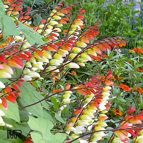 Ipomoea_lobata225.jpg