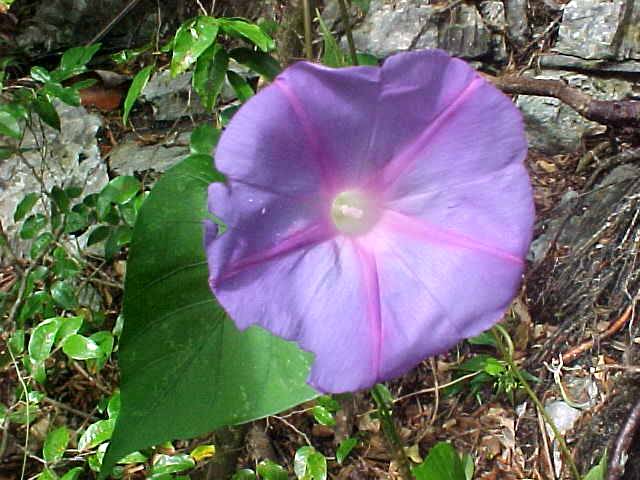 ipomoea_nil.jpg