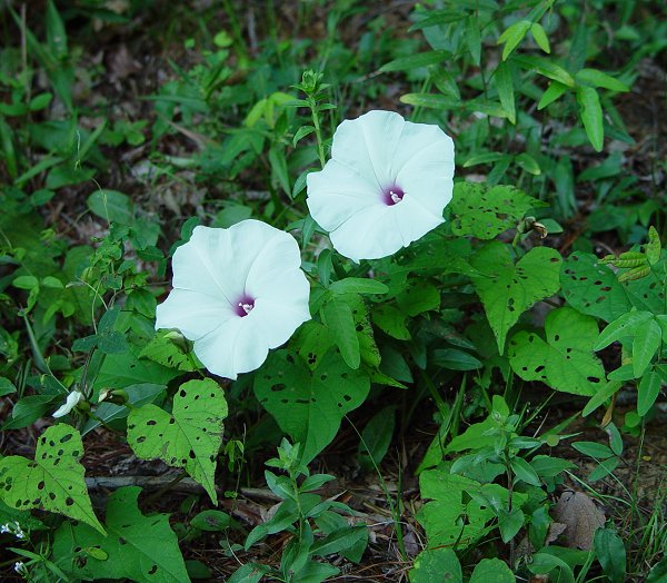 Ipomoea_pandurata_plant.jpg