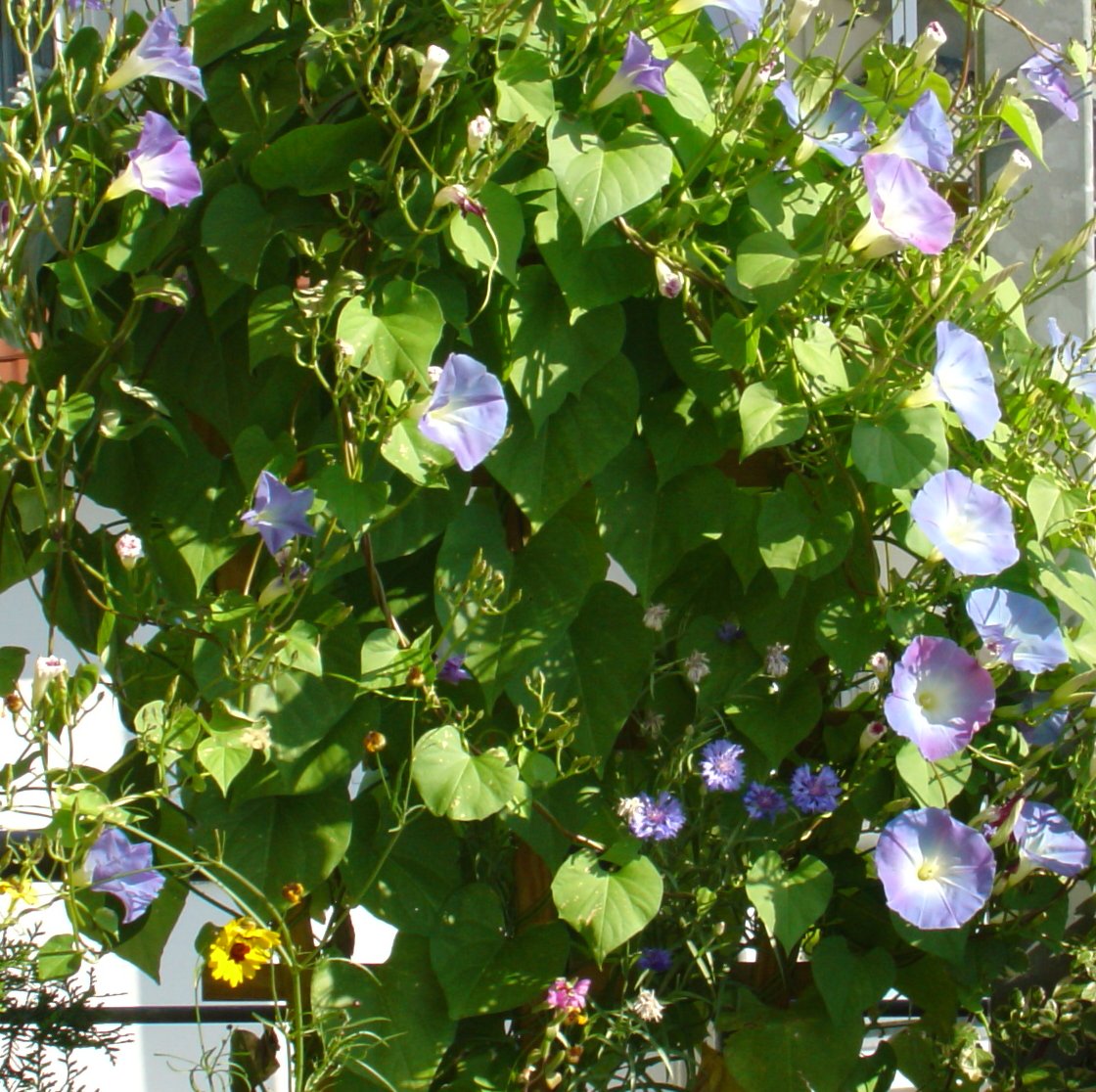 Ipomoea_tricolor.jpg