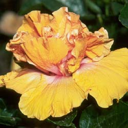 Irene Collins.jpg