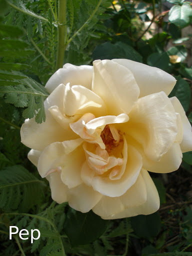 irenechurruca.jpg