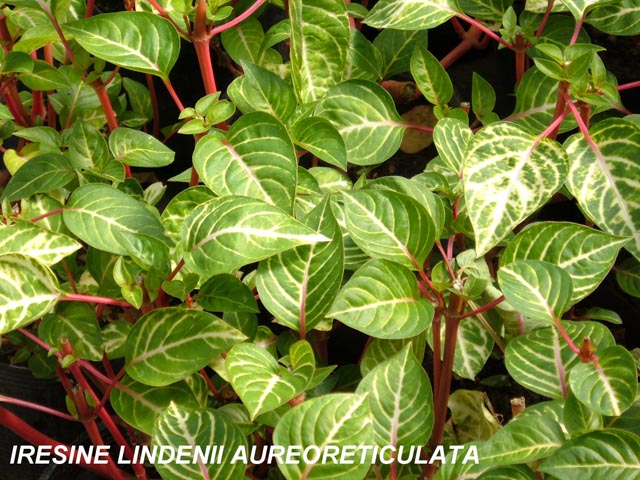 IRESINE_LINDENII_AUREORETICULATA.jpg