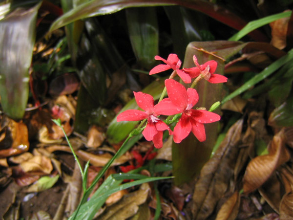 iridacea.jpg