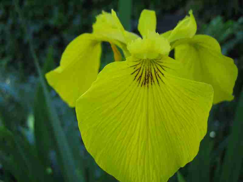 iris%20prseudacorus.JPG