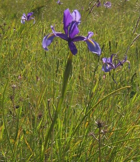 iris%20x.JPG