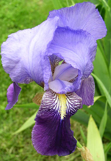 iris%2520bleu.jpg