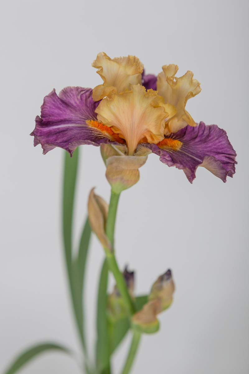 Iris%2B%2527Cocktail%2BTropical%2527.%2B%2BFoto%2BRHS%2BSarah%2BCuttle.jpg
