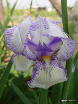 Iris%2BGerm%25C3%25A1nico%2BVariedad%2BMa%2BMie.jpg