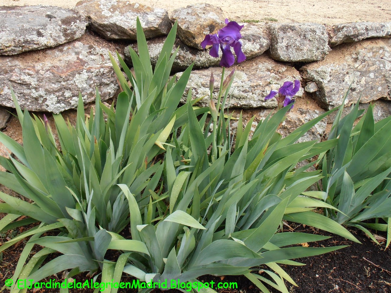 Iris%2Bgermanica%2B-%2BEl%2BJard%C3%ADn%2Bde%2Bla%2BAlegr%C3%ADa%2Ben%2BMadrid%2B(1).jpg