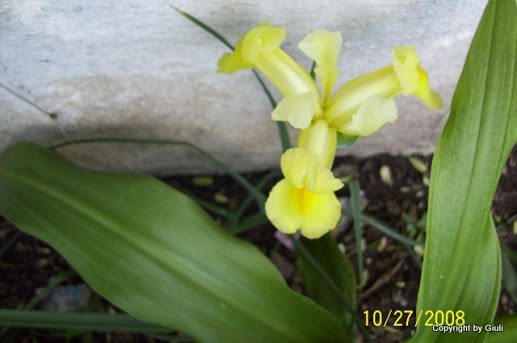 Iris%2Bhisp%25C3%25A1nico%2Bamarillo.jpg