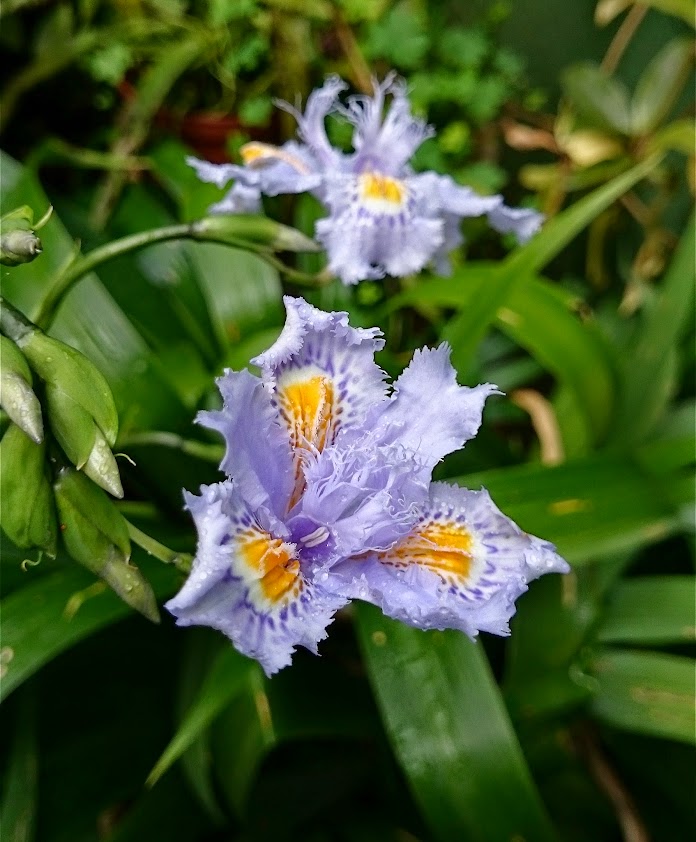 iris%2Bjaponica.jpg