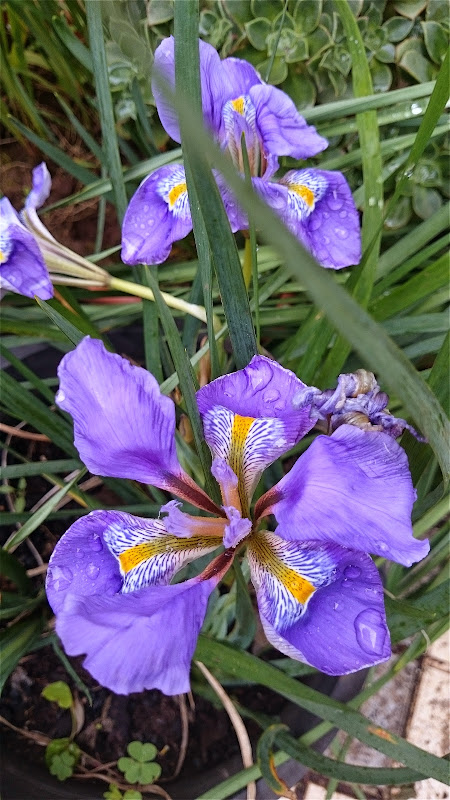 iris%2Blouisiana.jpg