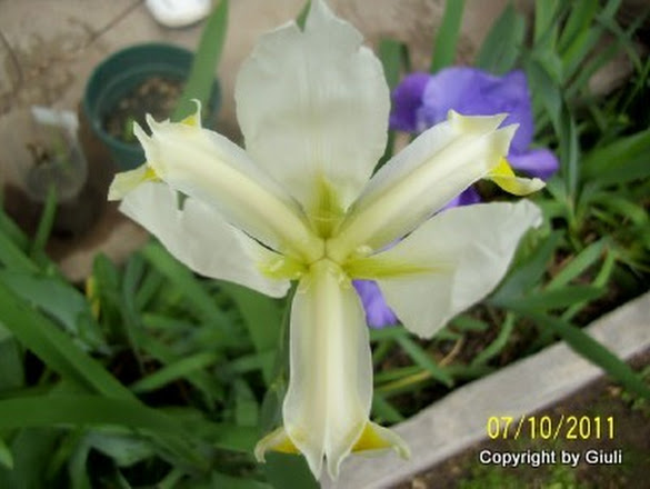 Iris%2Bunguicularis%2Bblanco%2By%2Bamarillo%2B1.jpg