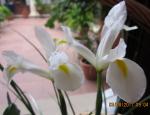 iris-45513.JPG