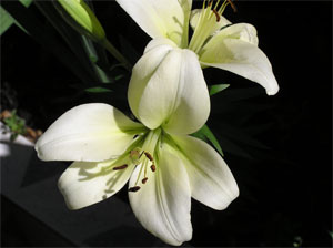 iris%7E0.jpg
