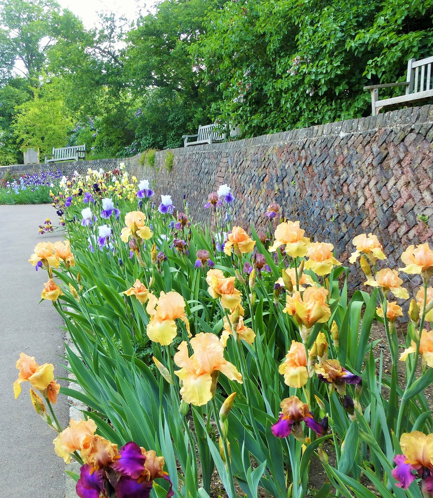 iris-barbados-Pembroke%2BLodge%252C%2BRichmond%2BPark-FR%2B2.JPG