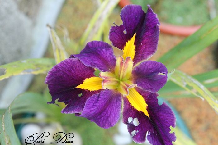 iris+cajun+7+mayo+2012+canon+reflex+(1).JPG