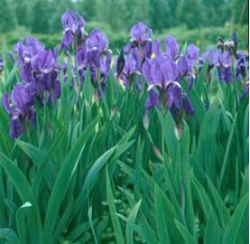 iris-germanica-2.jpg