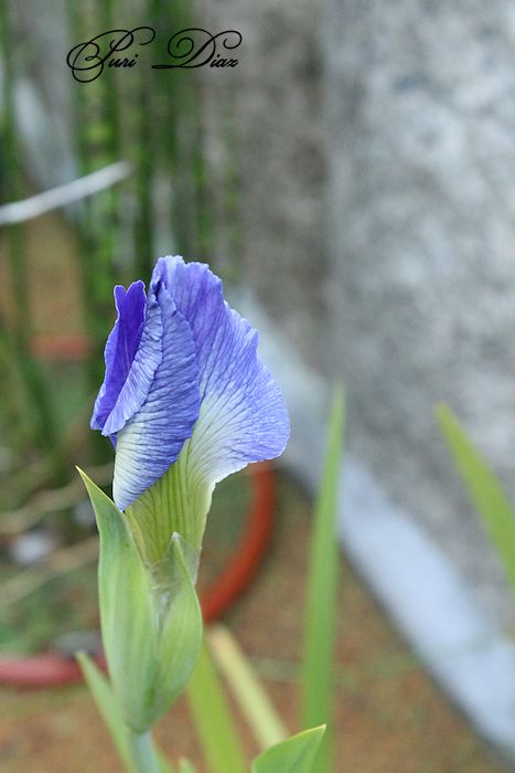 iris+imperial+velvet+7+mayo+2012+canon+reflex+(14).JPG