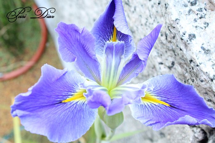iris+imperial+velvet+7+mayo+2012+canon+reflex+(2).JPG