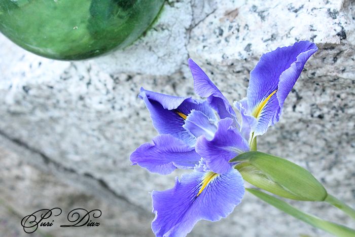 iris+imperial+velvet+7+mayo+2012+canon+reflex+(20).JPG