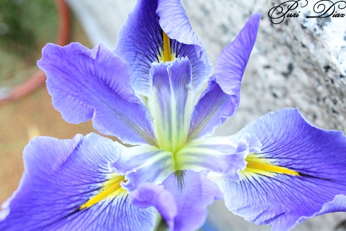 iris+imperial+velvet+7+mayo+2012+canon+reflex+(4).JPG