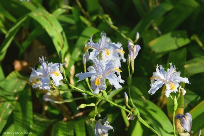 iris-japonica-e03-lirio-japones-envios-D_NQ_NP_621688-MLA27653405823_062018-F.jpg