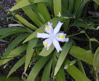 iris-japonica.jpg