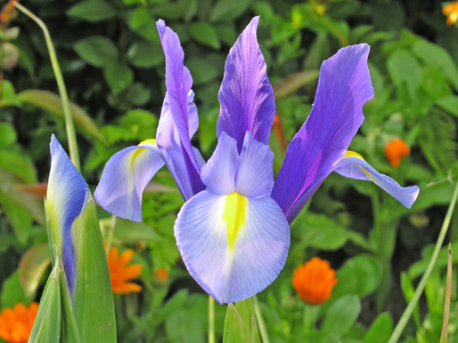Iris.jpg