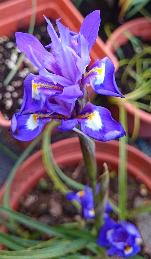 iris.jpg