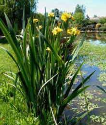 iris-pseudoacorus.jpg