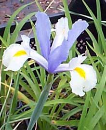 iris-xiphium.jpg