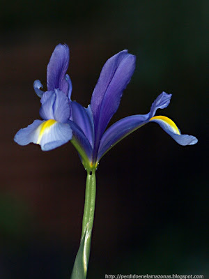 IRIS-XIPHIUM.jpg