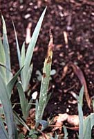 iris01.jpg