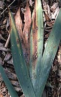 iris02.jpg