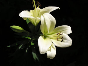 iris2.jpg