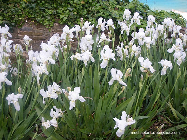 Iris_germanica.jpg