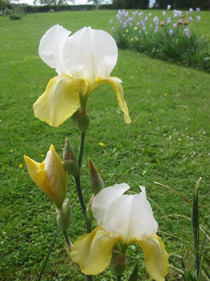 Iris_germanica_Pinnacle.jpg